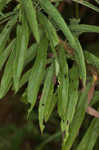 Canada goldenrod